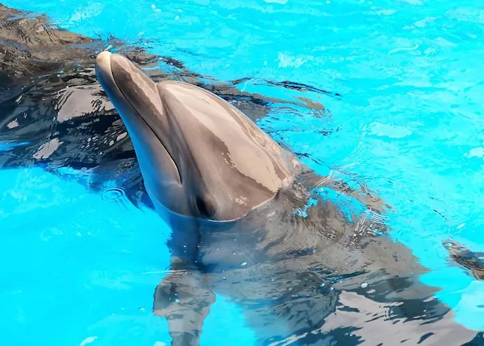 Branca * Αλμπουφέιρα